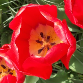 2014-04-17 Holland Tulips 28.jpg